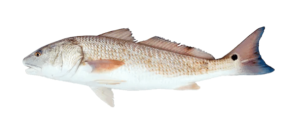 Corvina Roja
