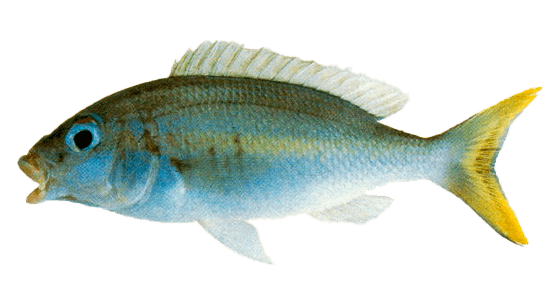 Besugo de Monóculo de Rayas Amarillas