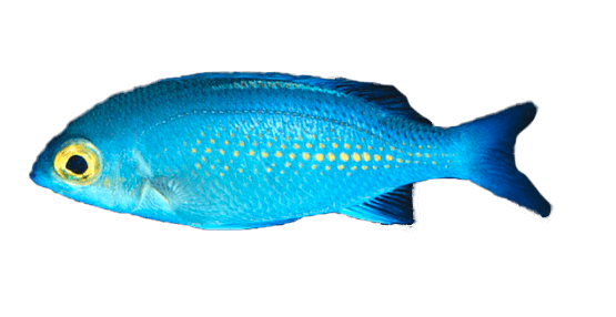 Dorada de Monóculo