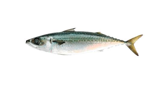 Caballa del Atlántico