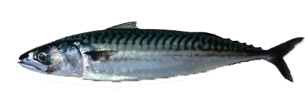Estornino