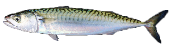 Caballa