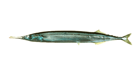 Sauro Atlántico