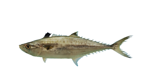 Carite de Papua