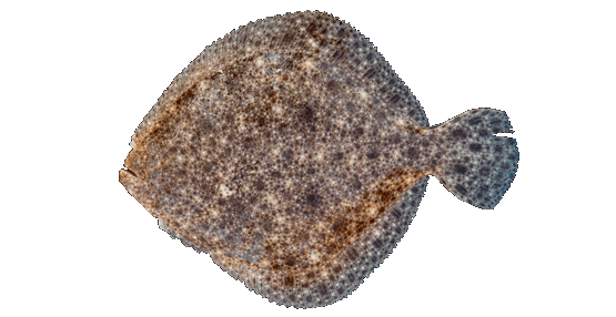 Turbot, Rodaballo