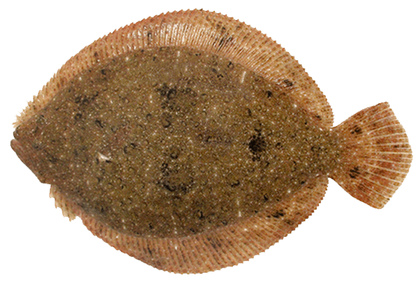 Rémol, Brill