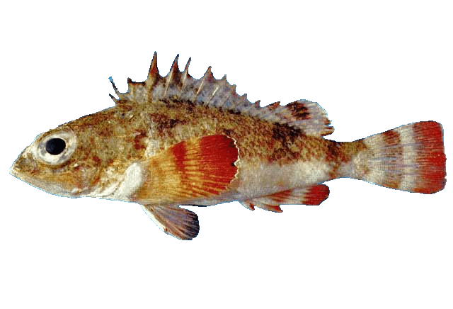Lapón californiano