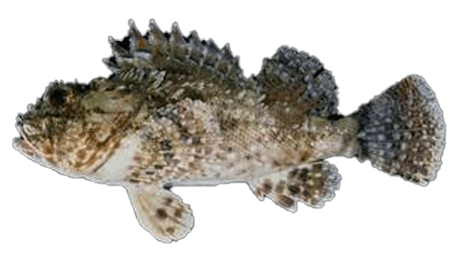 Escorpora de Senegal