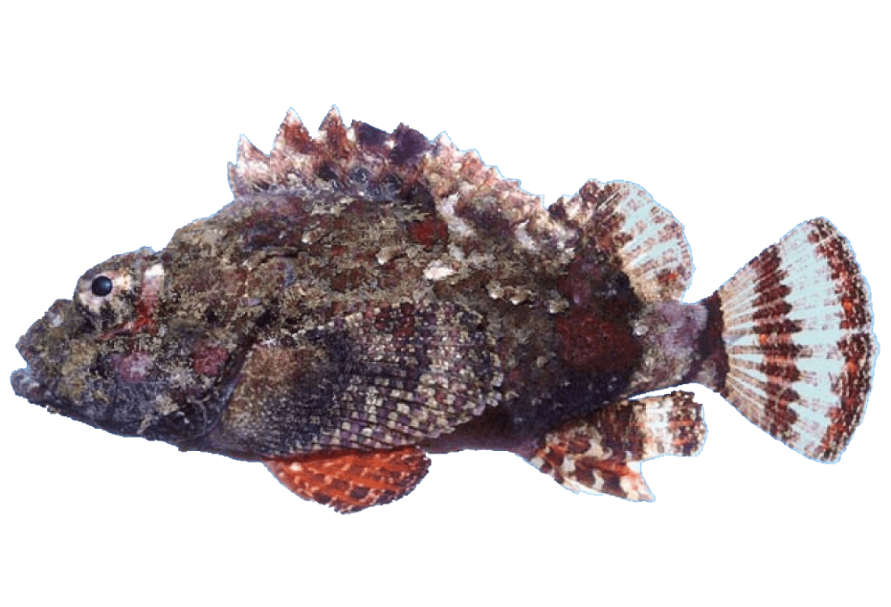 Escorpión roquero
