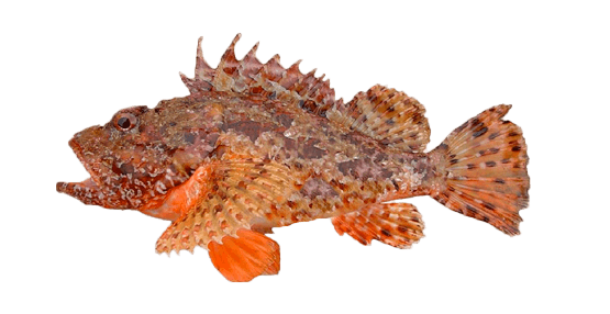 Escorpora
