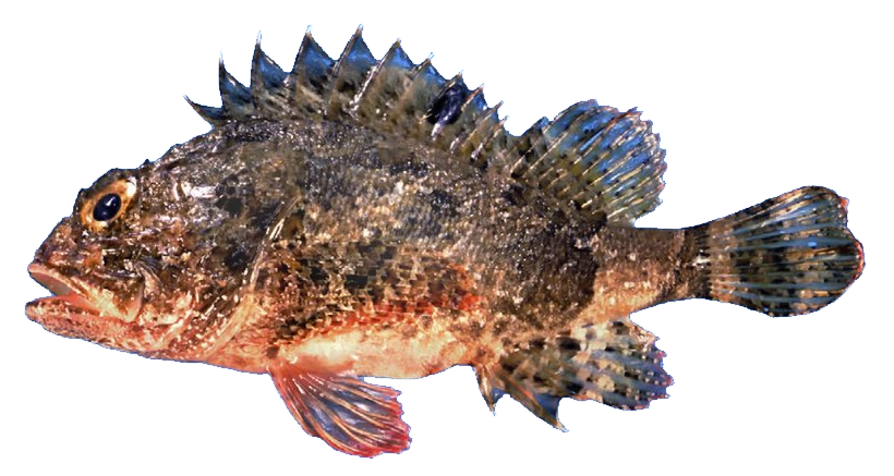 Rascacio