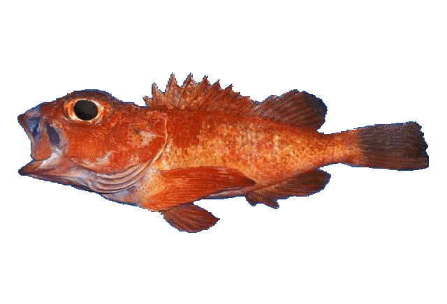 Rocote sapo