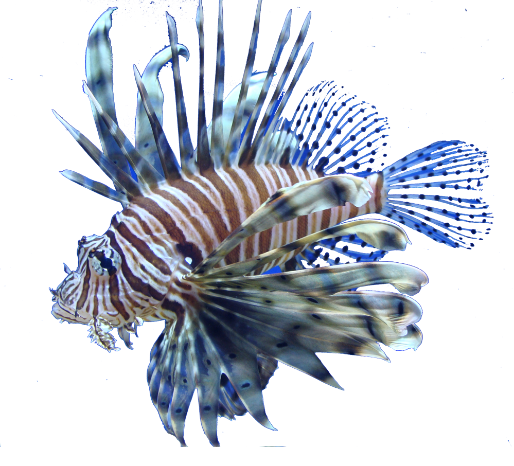 Escorpena