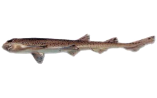 Pintarroja