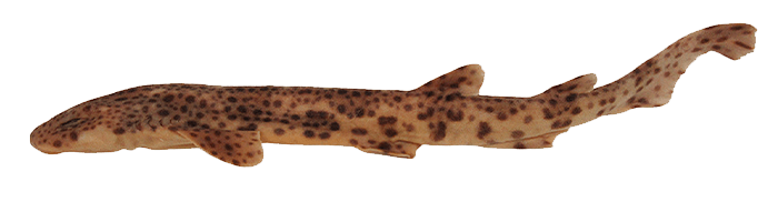 Nursehound, Alitán
