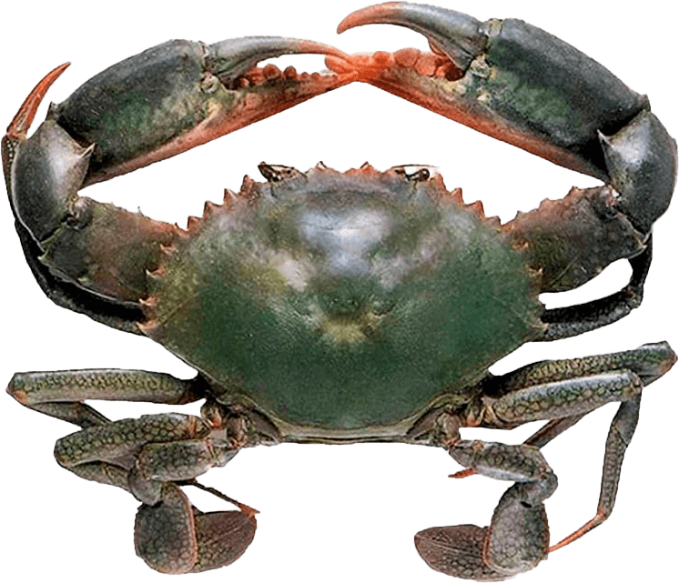 Cangrejo de Fango