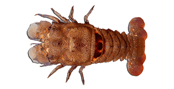 Cigarra