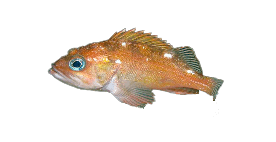 Cascajo, False Jacopever