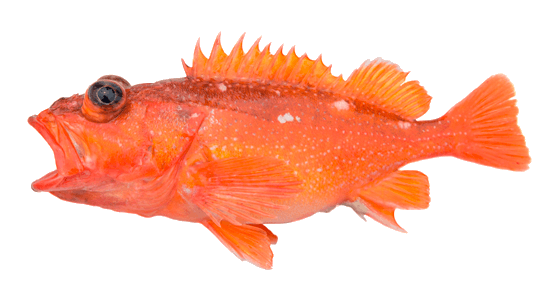 Rocote estrellado