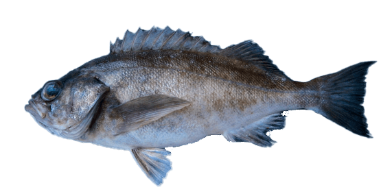 Rocote viuda