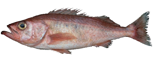 Rocote pimiento