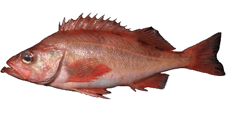 Cowcod, Rocote vaquilla