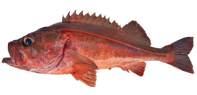 Rocote mexicano