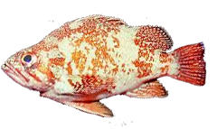 Rocote bermejo