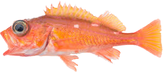 Rocote rosado