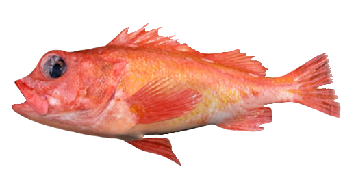 Rocote rosa