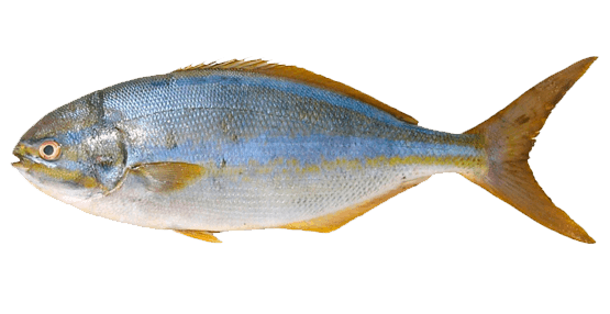Chopa salema