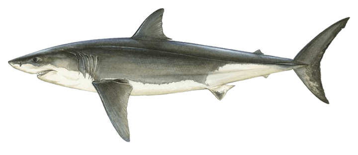 Tiburón