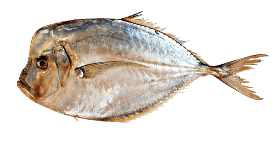 Jorobado caballa