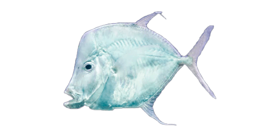 Jorobado penacho