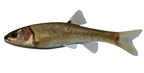 Creek Chub