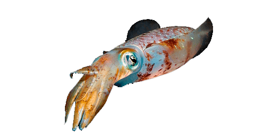 Calamar del Caribe