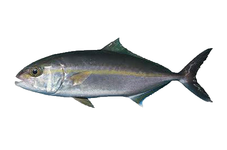 Medreagal de Guinea