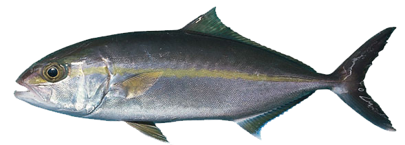 Serviola, Seriola, Lecha, Lechola