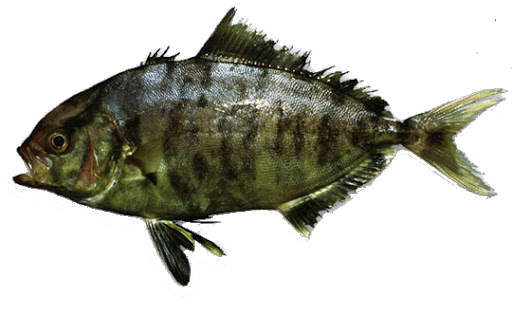 Serviola Listada