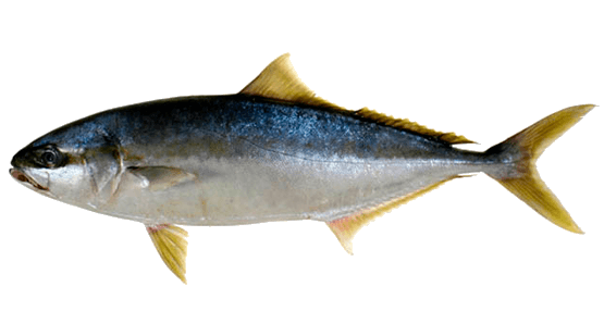 Serviola Chilena