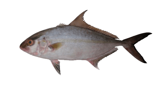 Serviola Rivoliana