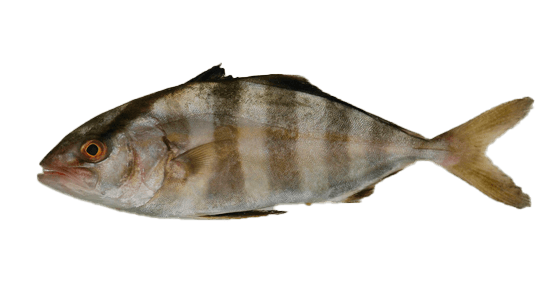 Medregal rayado