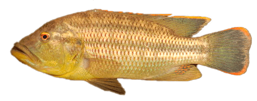 Nembwe