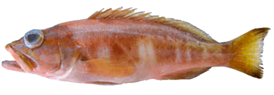 Serrano Imperial