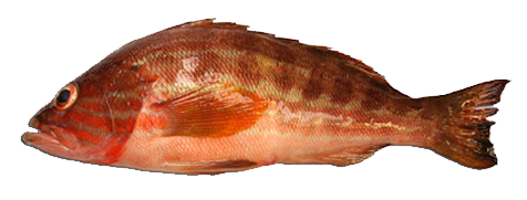 Serrano, Comber