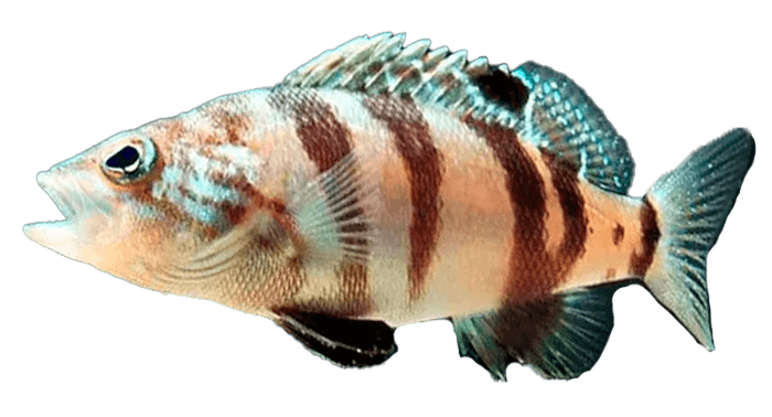 Serrano Cabrilla
