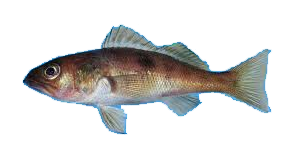 Flag Serrano, Serrano bandera