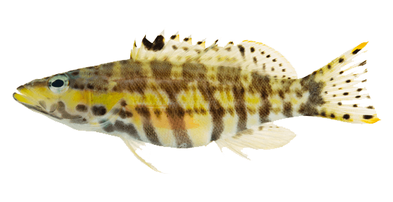 Serrano Arlequín, Harlequin Basslet