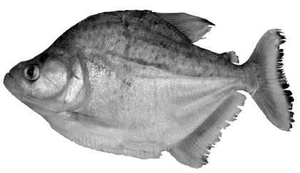 Blauer Piranha, Piraña Azul