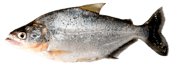 Piraña Alargada, Elongated Piranha